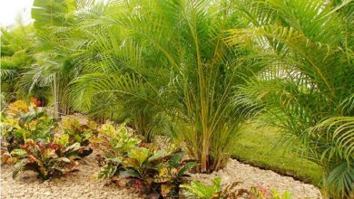 Areca Palm Hedge